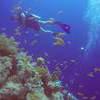 Picture taken during the dive