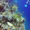 Picture taken during the dive