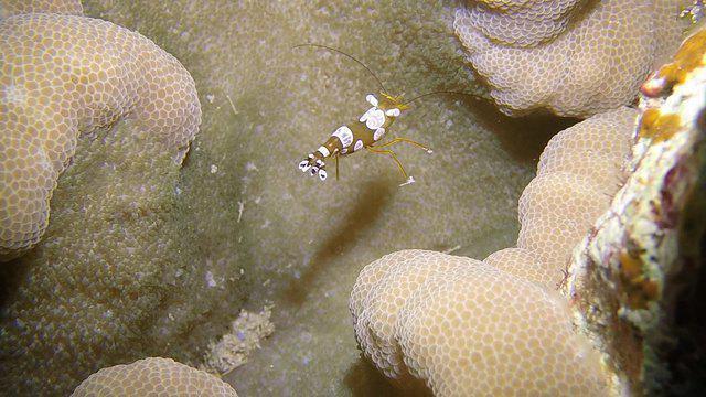 Colona Dive Center-Marsa Alam - Dive Center