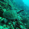 Picture taken during the dive