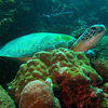 Picture taken during the dive