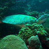 Picture taken during the dive