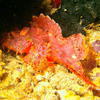 Picture taken during the dive