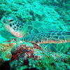 Picture taken during the dive
