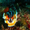 Picture taken during the dive
