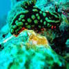 Picture taken during the dive