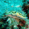 Picture taken during the dive