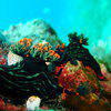 Picture taken during the dive