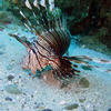 Picture taken during the dive