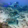 Picture taken during the dive