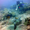 Picture taken during the dive