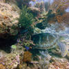 Picture taken during the dive