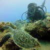 Picture taken during the dive