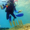 Picture taken during the dive