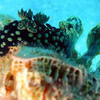 Picture taken during the dive