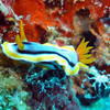 Picture taken during the dive