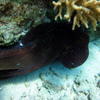 Picture taken during the dive
