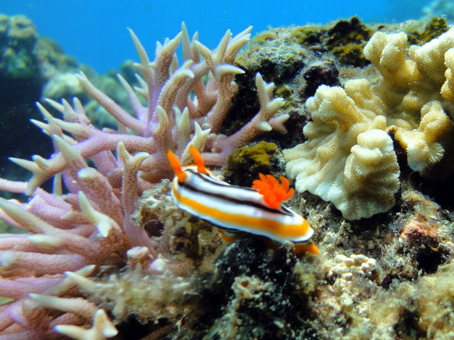 Artistic Diving - Dive Center