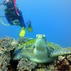 Picture taken during the dive