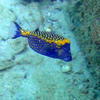 Picture taken during the dive