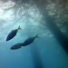 Picture taken during the dive