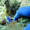 Picture taken during the dive