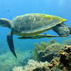 Picture taken during the dive