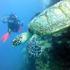 Picture taken during the dive