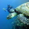 Picture taken during the dive