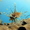 Picture taken during the dive