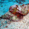 Picture taken during the dive