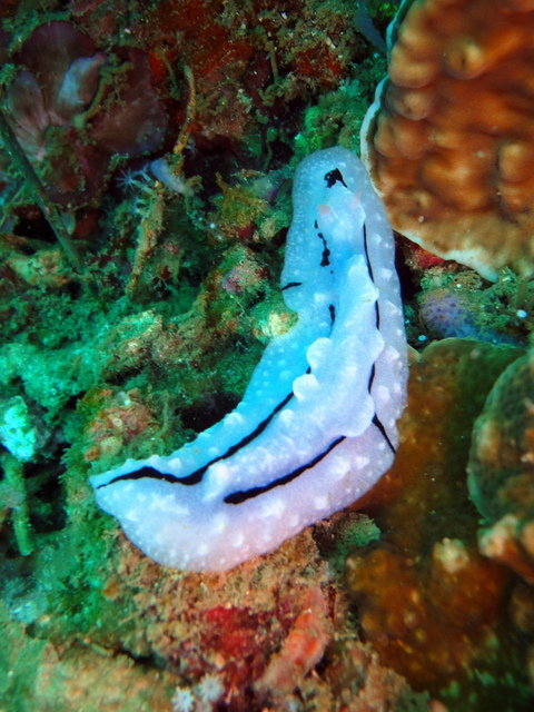 Carabao Diving - Dive Center in Thailand