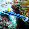 Picture taken during the dive