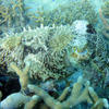 Picture taken during the dive