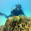 Picture taken during the dive