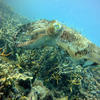 Picture taken during the dive