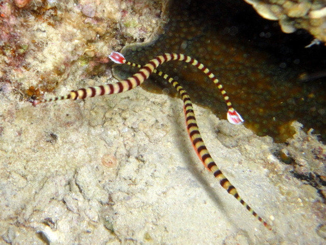 Tarvis Dive Center - Dive Center in Philippines