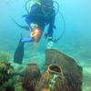 Picture taken during the dive