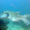 Picture taken during the dive