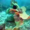 Picture taken during the dive