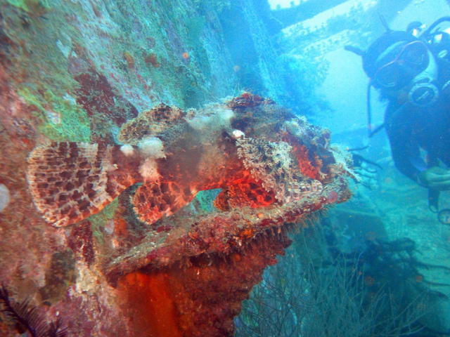 Lapu Lapu Diving Center - Dive Center