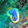 Picture taken during the dive