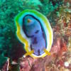 Picture taken during the dive