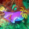 Picture taken during the dive