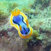 Picture taken during the dive