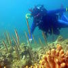 Picture taken during the dive