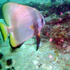 Picture taken during the dive