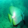 Picture taken during the dive