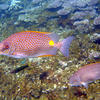Picture taken during the dive