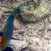 Picture taken during the dive